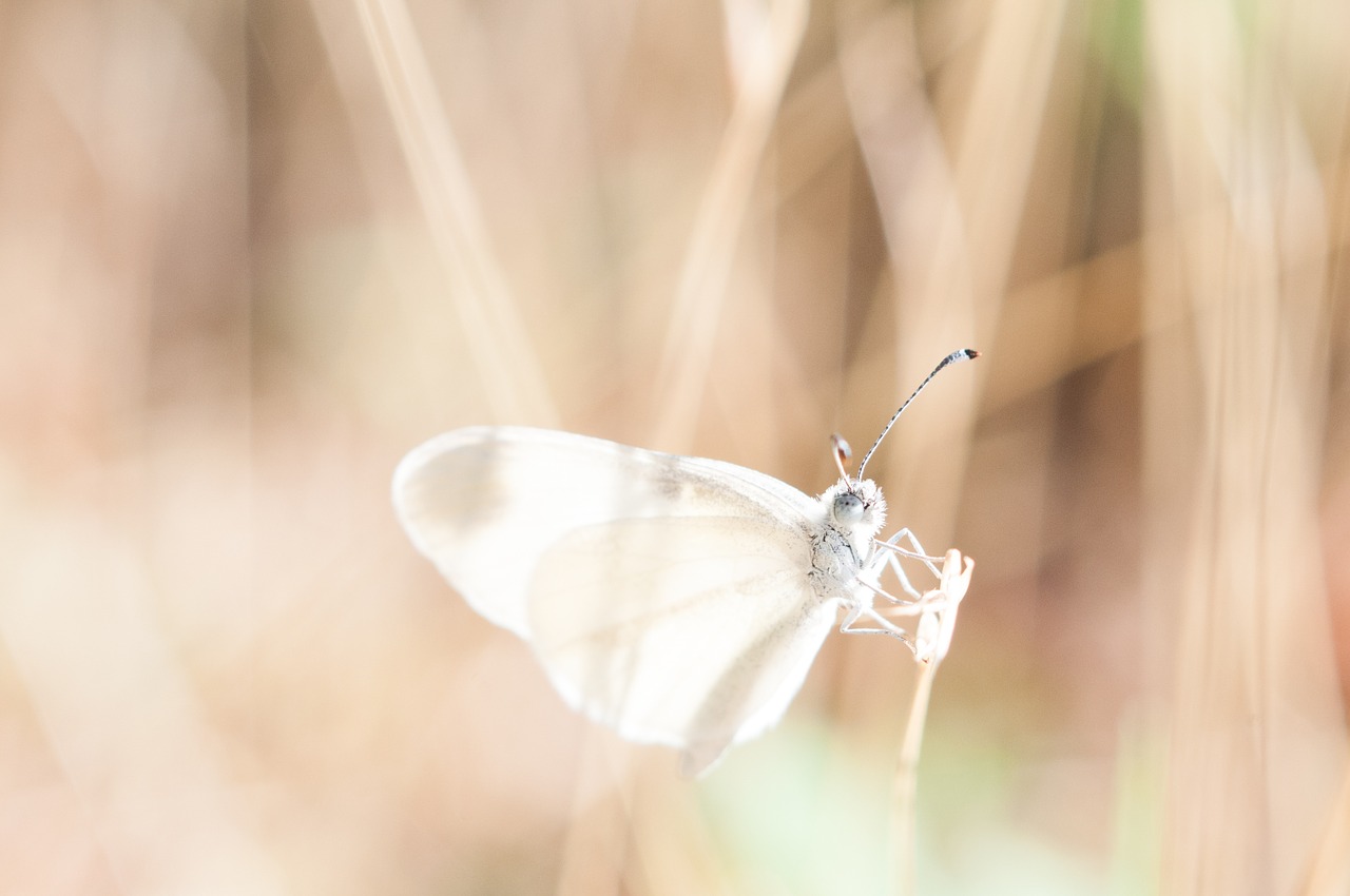 dragonfly, transparent, lucid-918571.jpg
