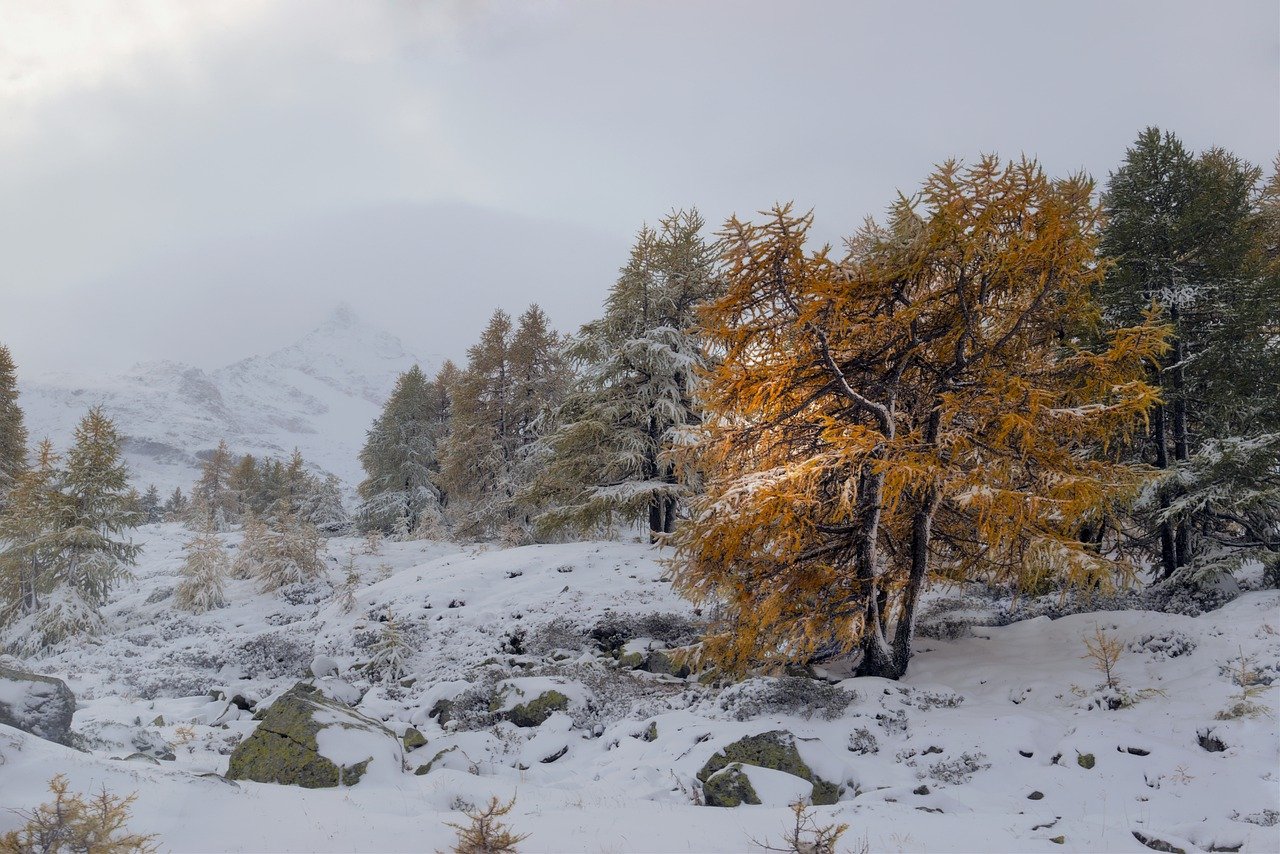 nature, winter, season-6779571.jpg