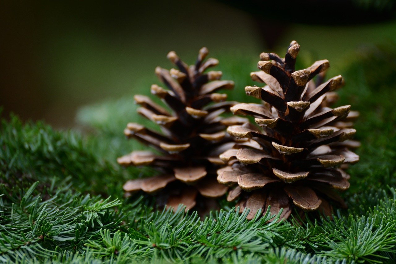 pine cone, fir green, fir branch-6803226.jpg