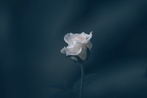 rose, flower, white rose-6799477.jpg