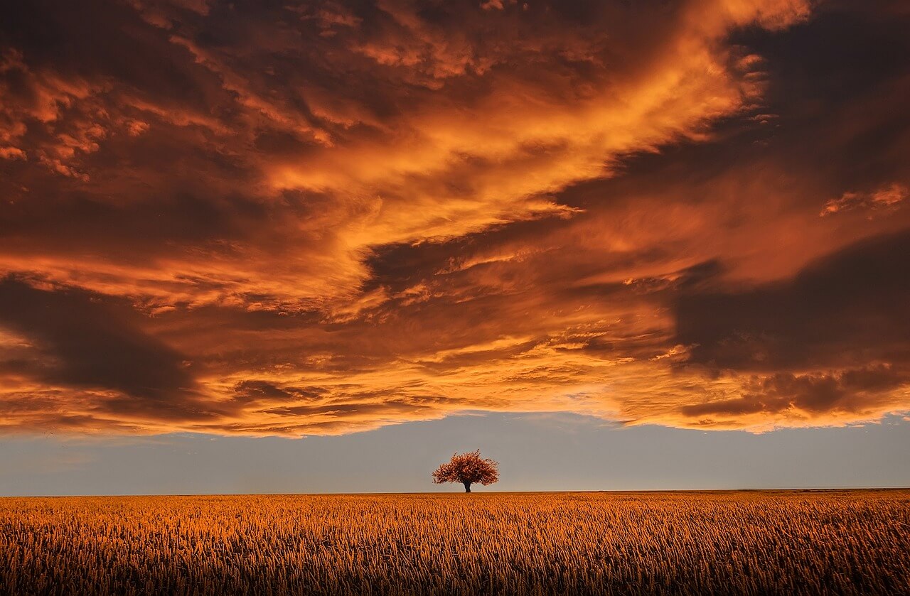 tree, field, sunset-736875.jpg