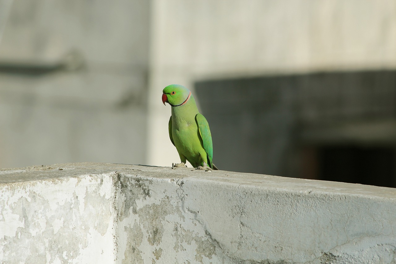 parrot, green red, random