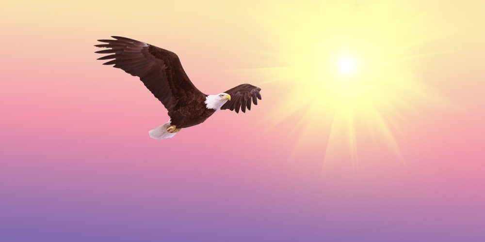 bald eagle, bird, flying-521492.jpg