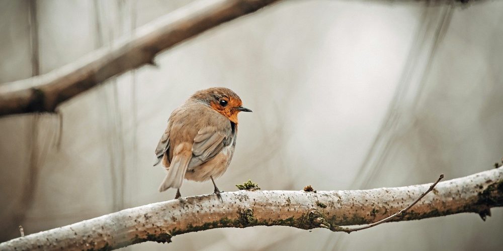bird, robin, birdwatching-7111988.jpg
