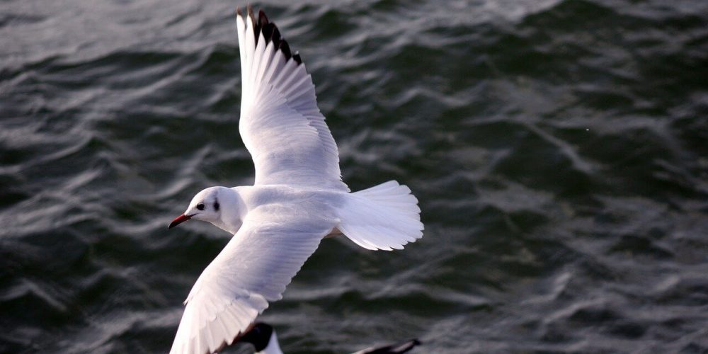 black-headed gull, water bird, sea bird-7876609.jpg