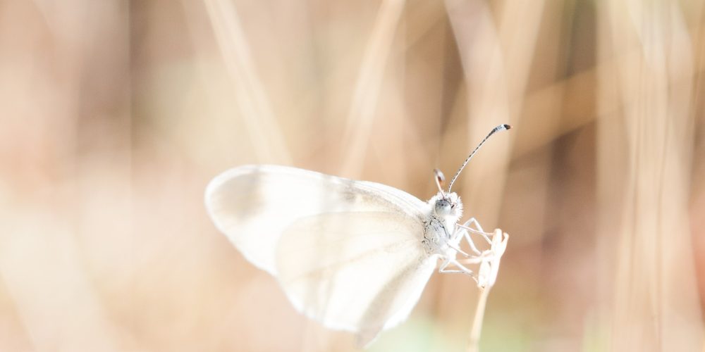 dragonfly, transparent, lucid-918571.jpg