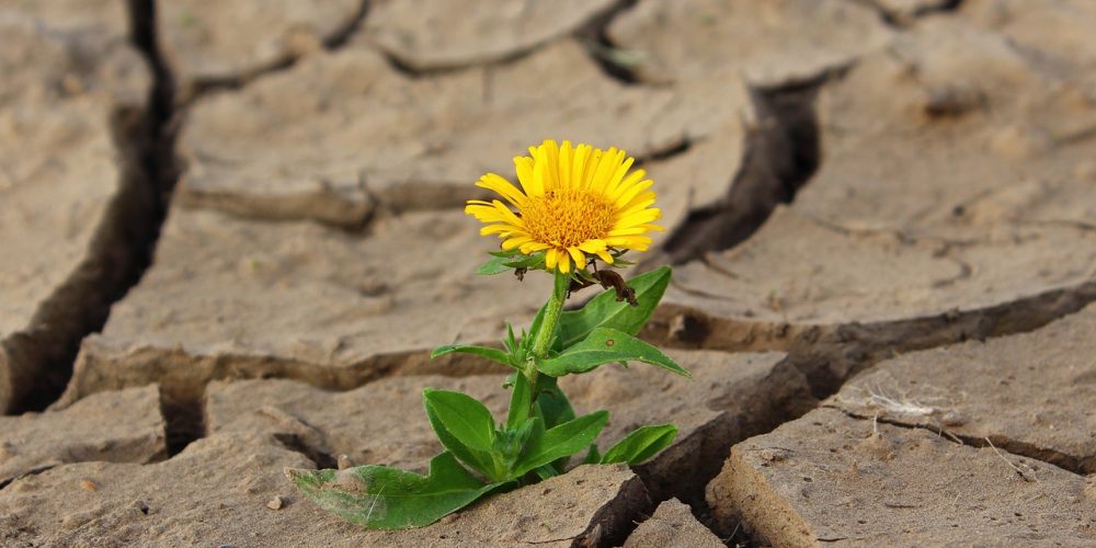 flower, life, yellow flower