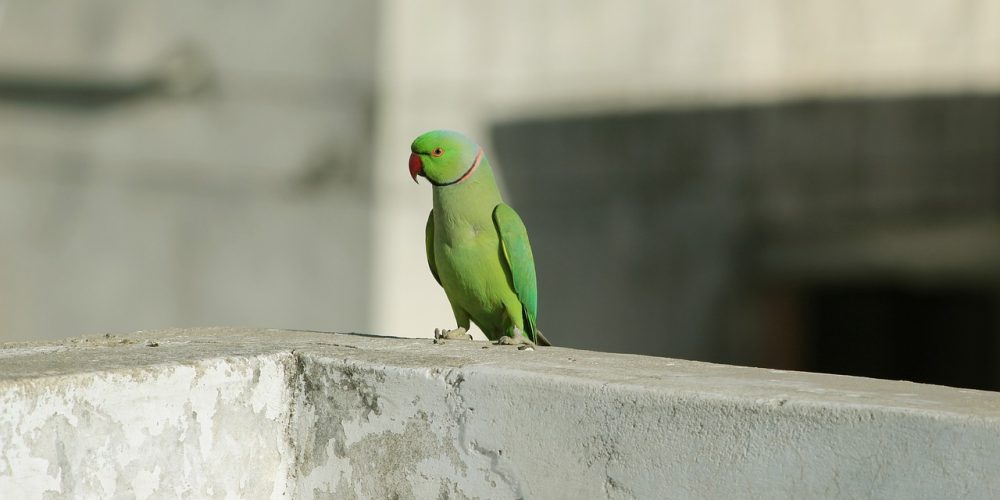 parrot, green red, random