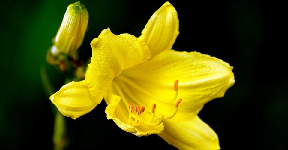 lily, flower, yellow flower-6742560.jpg