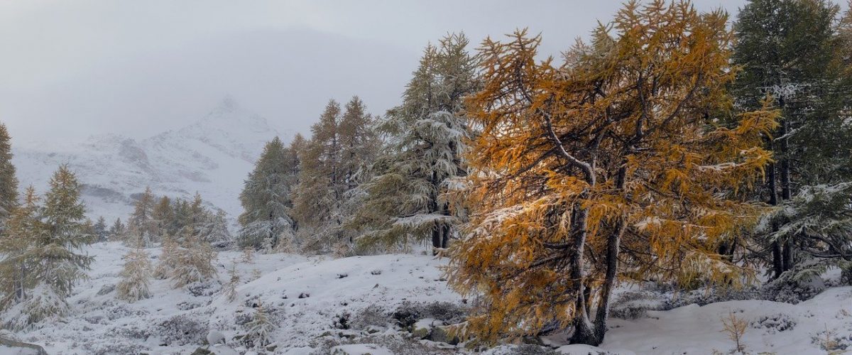nature, winter, season-6779571.jpg