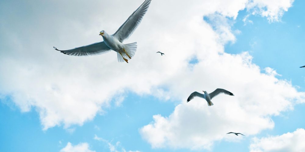 Flock of seagulls flying in a vibrant blue sky with fluffy clouds.