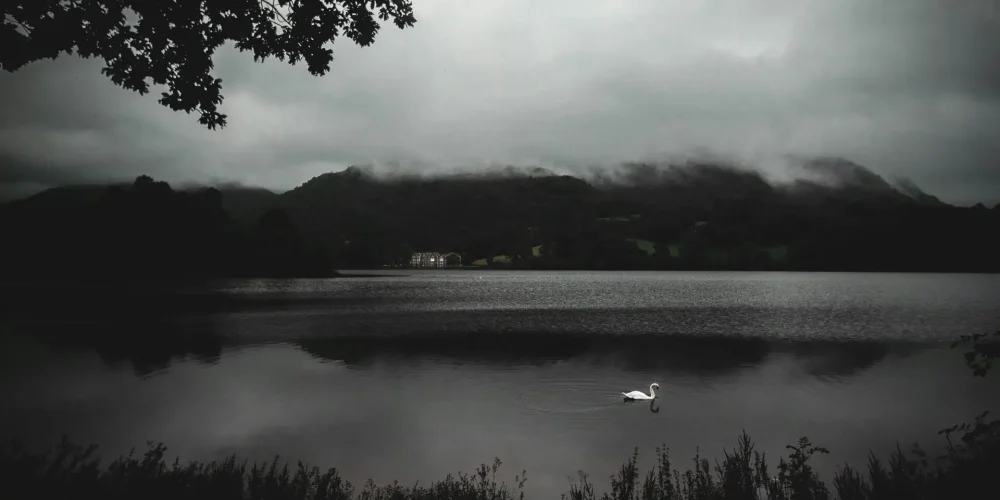 A serene view of Rydal Water in Cumbria with a lone swan gliding across the lake under a moody sky.