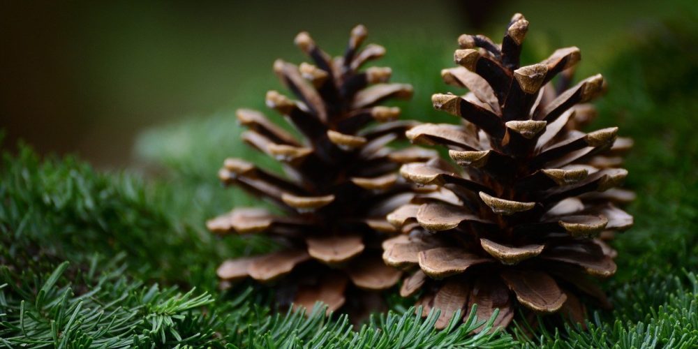 pine cone, fir green, fir branch-6803226.jpg
