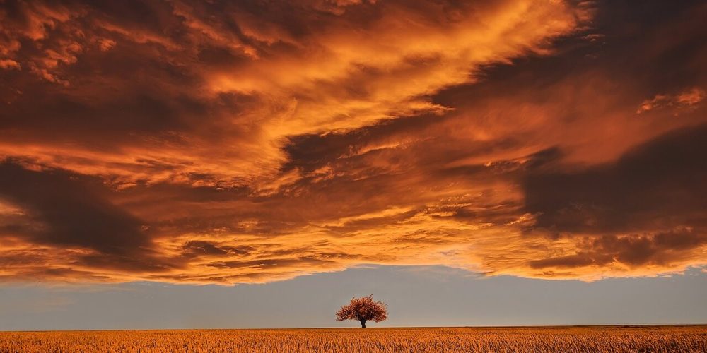 tree, field, sunset-736875.jpg