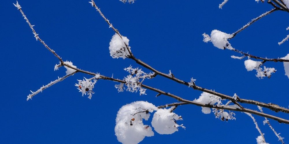 winter, snow, branch-7684976.jpg